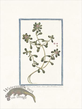 Bonelli 031 sword lily